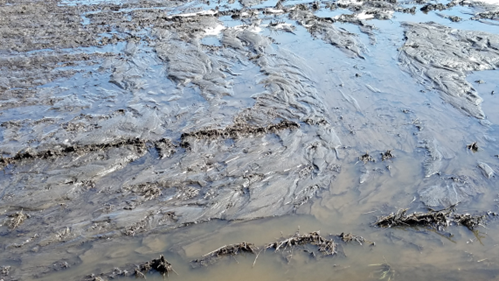 Figure 11.5 Snowmelt over frozen subsoil results in soil particles from tilled fields becoming detached and easily moved. (NDSU photo)
